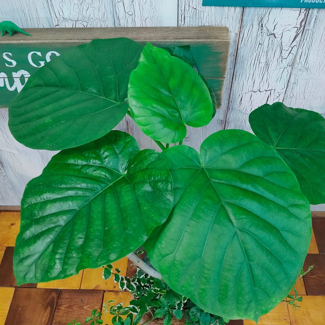 観葉植物】ウンベラータ 曲げ 寄植え 受皿付 | PAY ID