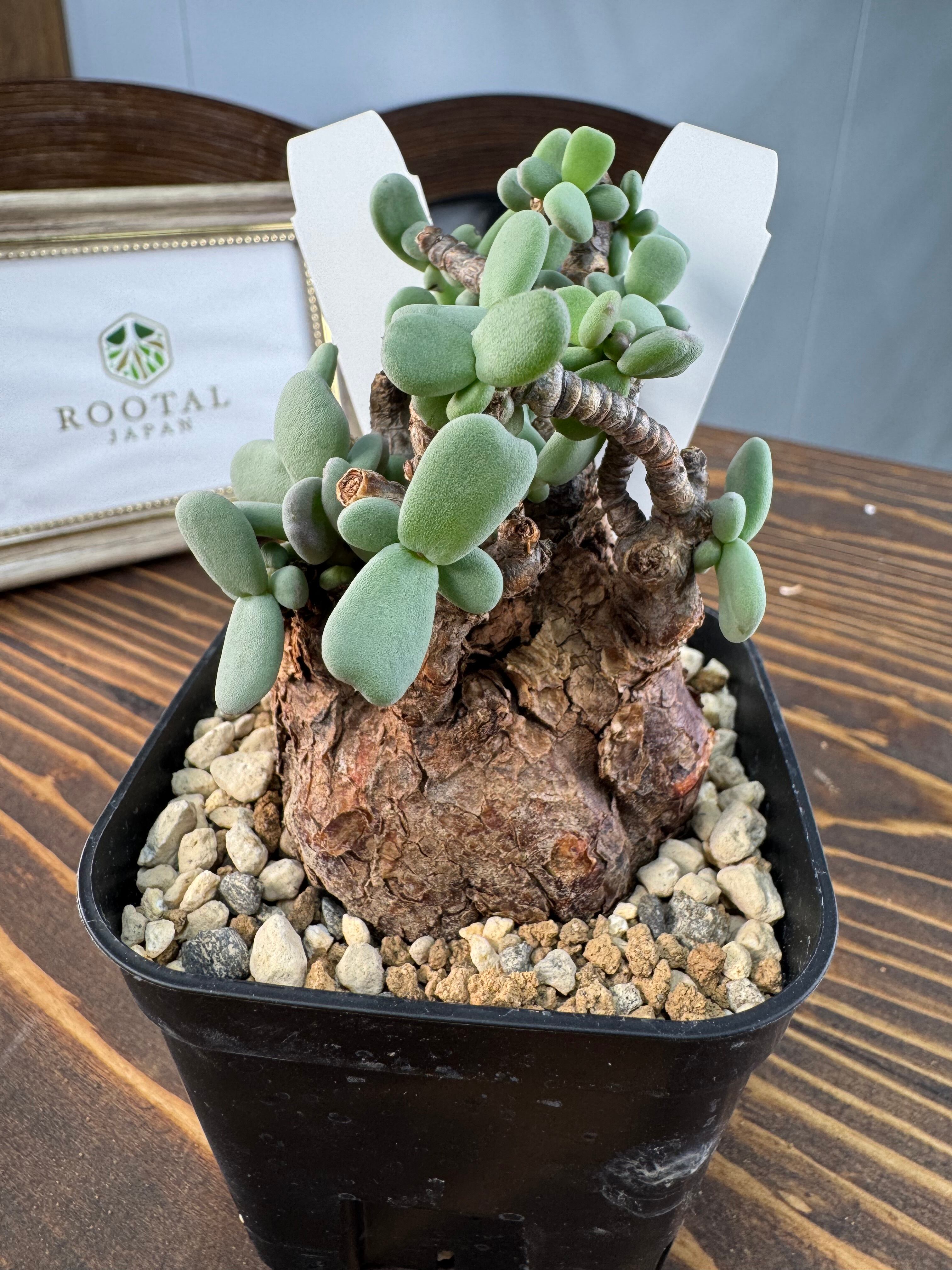 万年青　オモト　獅子　白黄縞斑　4.5号陶器鉢つき　子株つき❗　② 万年青 オモト 獅子 白縞斑 4.5号陶器鉢つき 子株つき❗ 斑入り