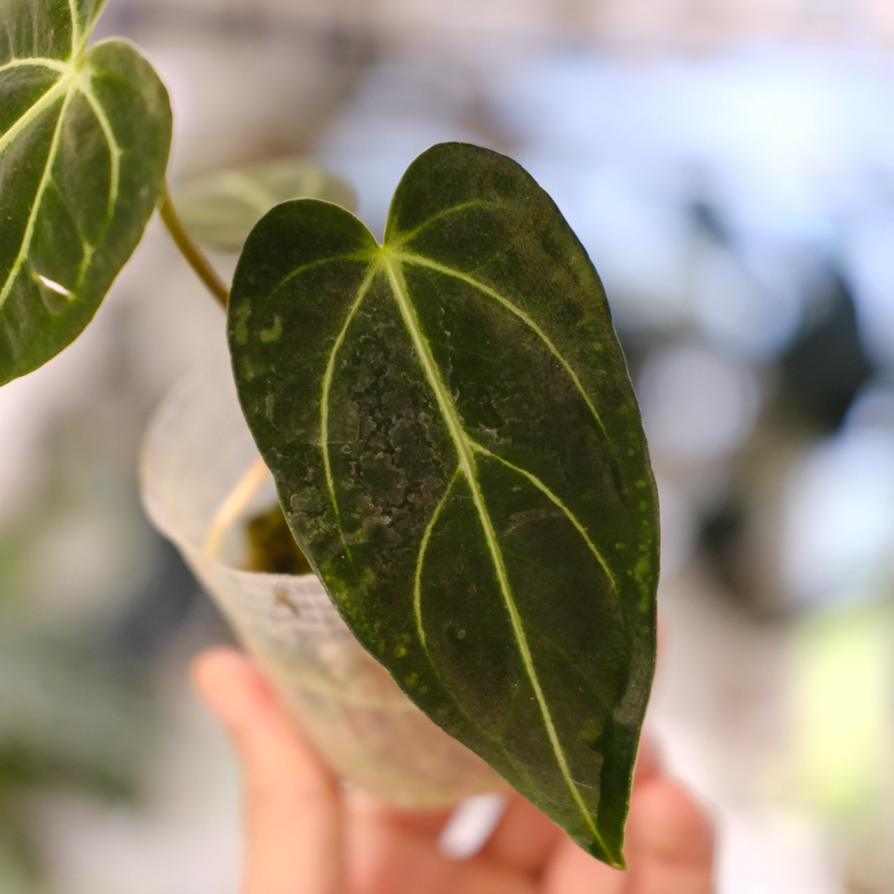 アンスリウム・レガレ / Anthurium Regale⑱│観葉植物