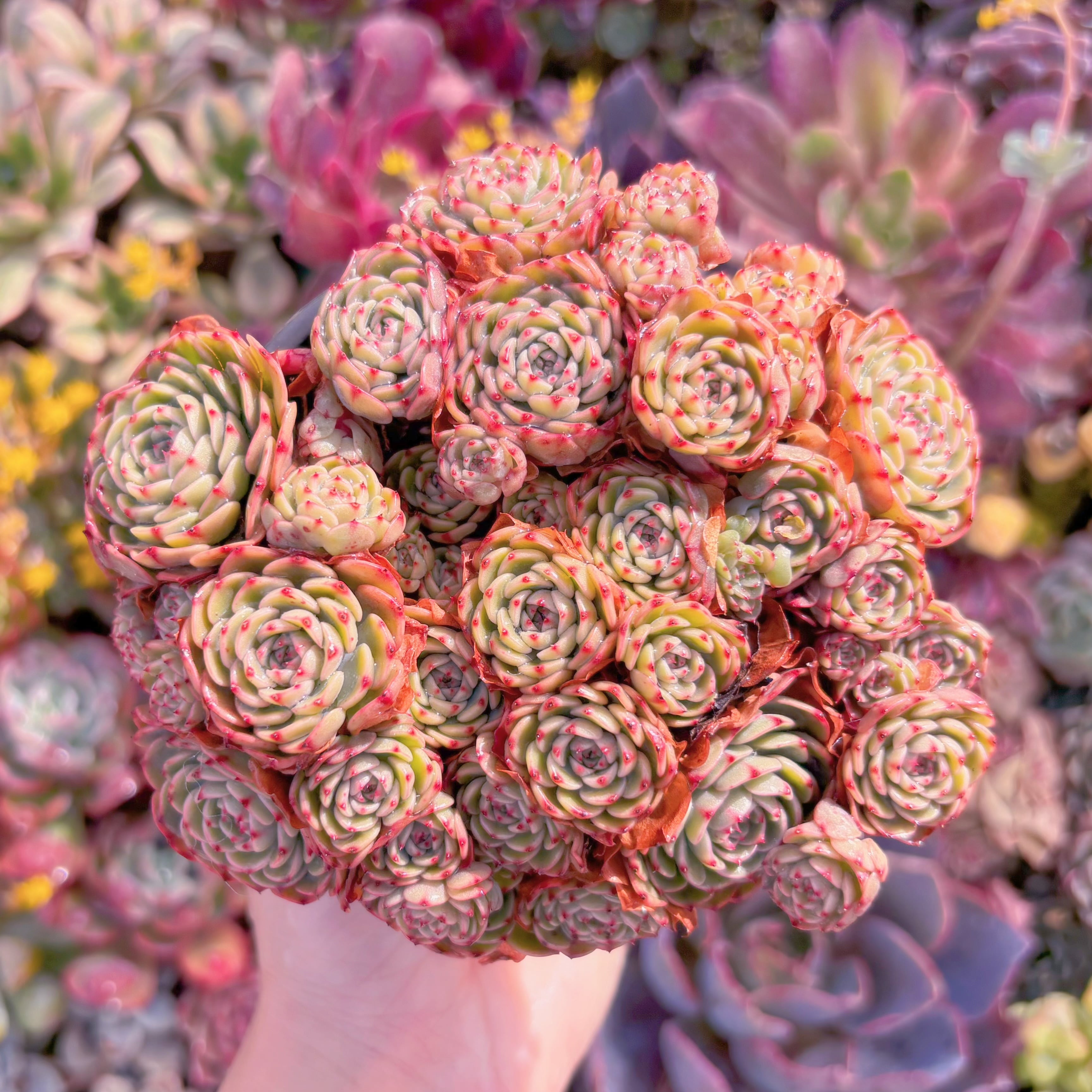 現品　シュガーベイビー#M277　新入荷　るる農園