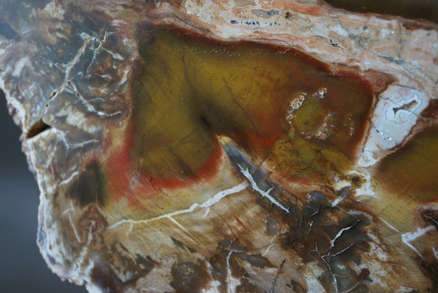 珪化木 ペトリファイドウッド Araucarioxylon 920