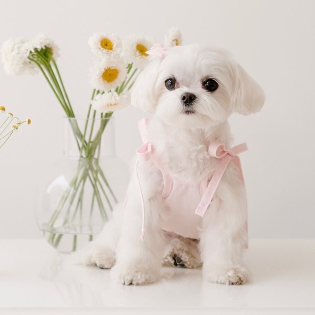 即納【MY LITTLE DOG 】リボンフリルキャミソール