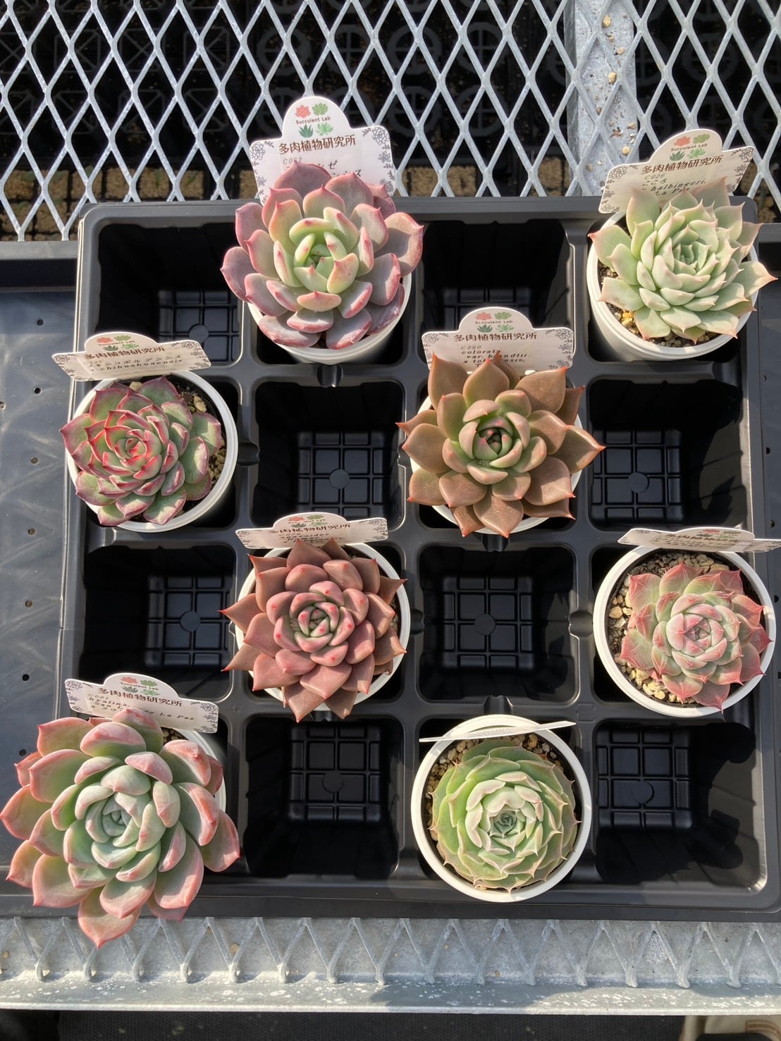 福袋】エケベリア交配・原種アソート 2号8入り【福箱】 | 多肉植物研究所