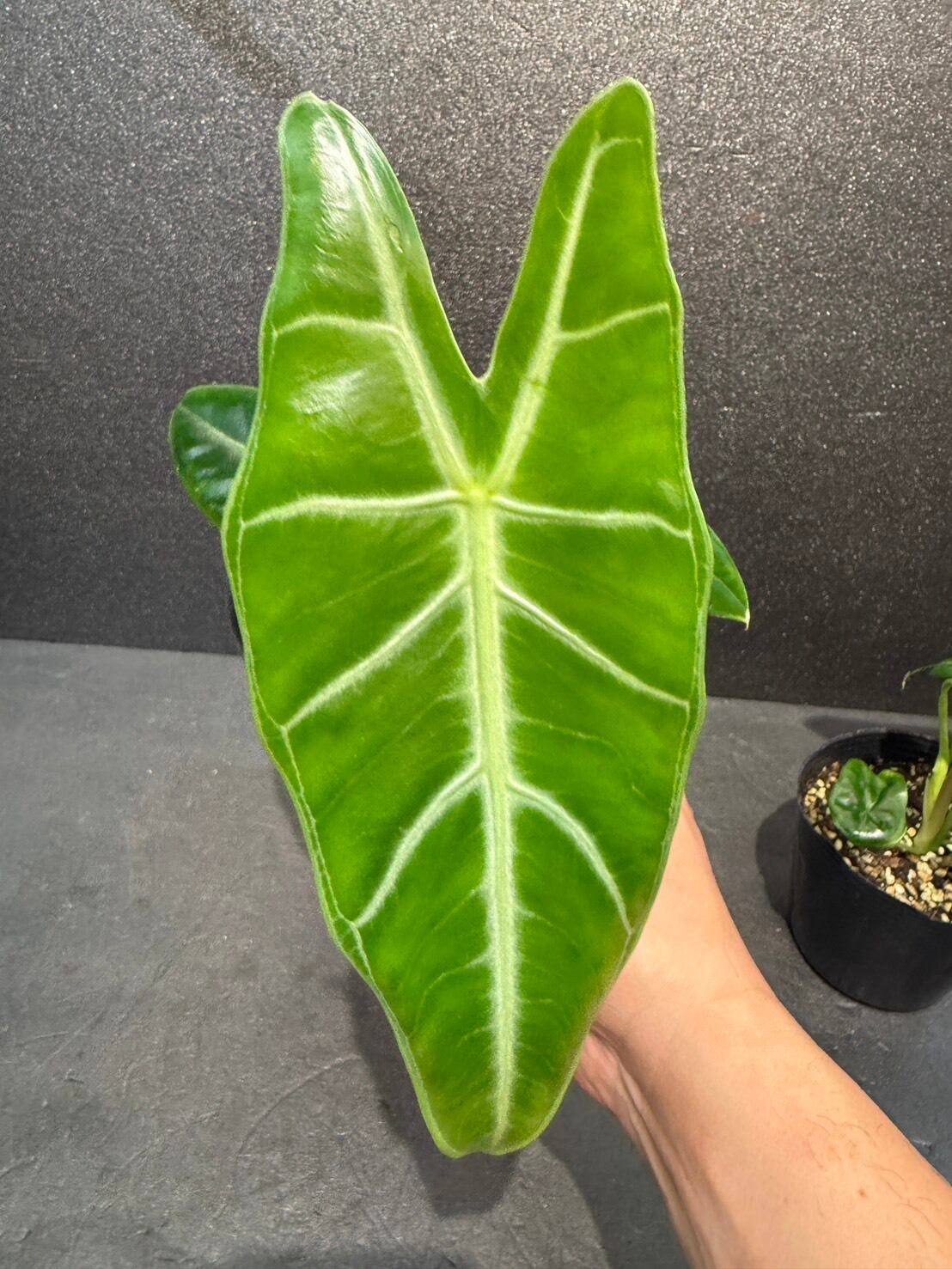 アロカシア・ロンギロバ 4号 | 観葉植物と雑貨のお店 VIVAGREEN