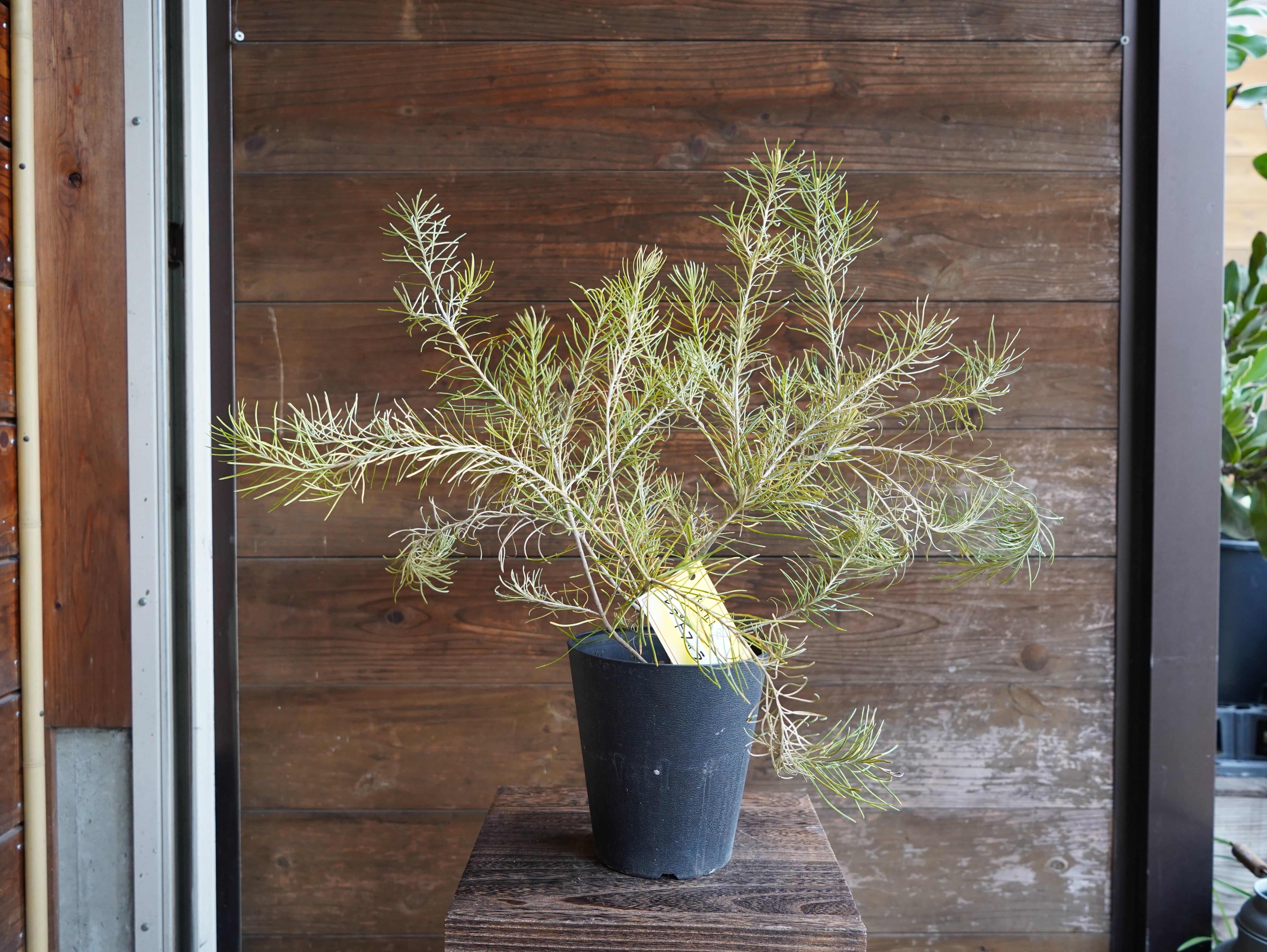 【現物】バンクシア　”レプトフィラ”　B