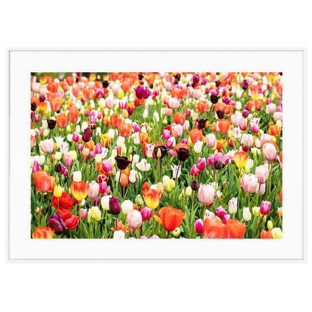 花写真 カラフルなチューリップ畑 インテリアアートポスター額装 AS0638