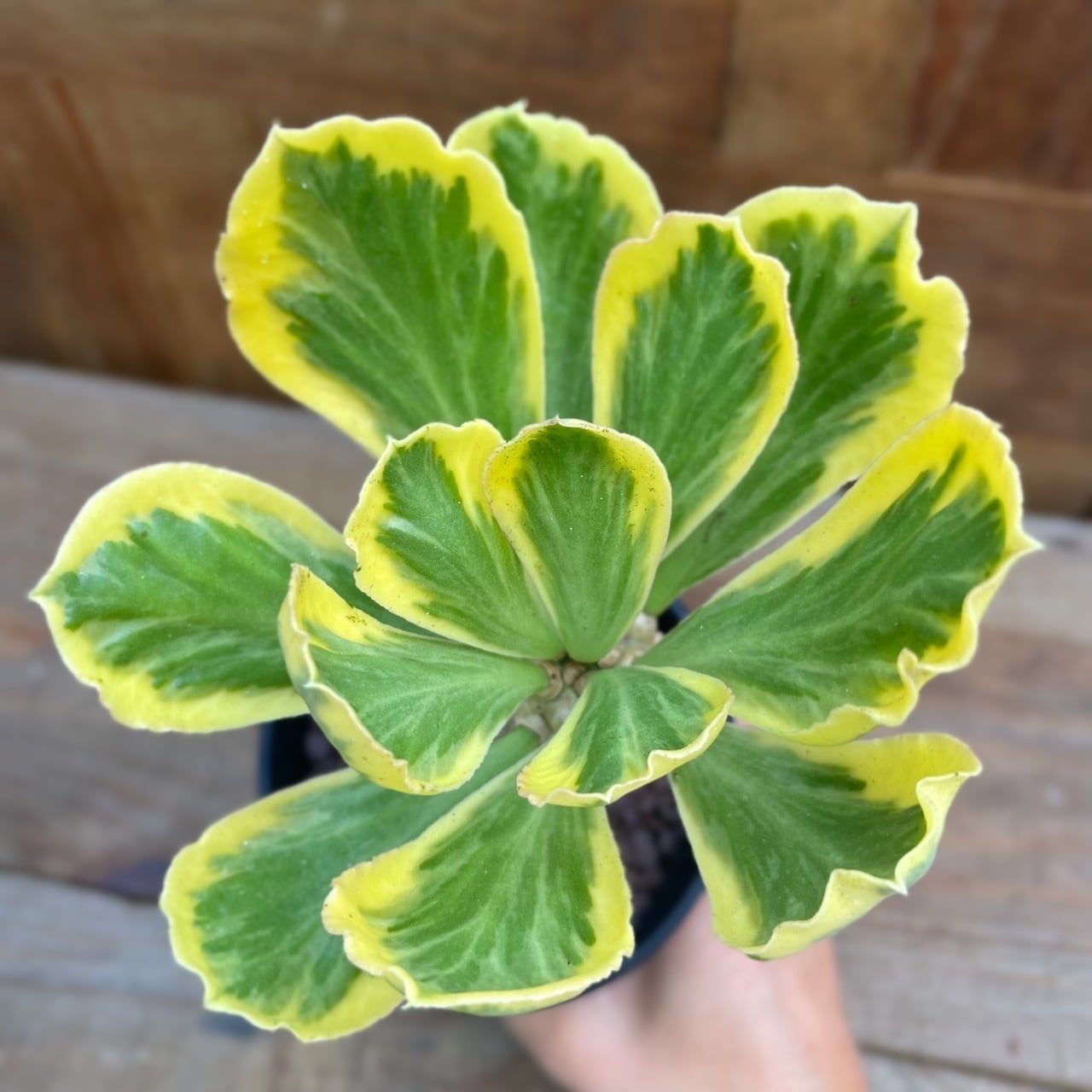 Euphorbia poisonii variegated【ユーフォルビア・ポイソニー錦