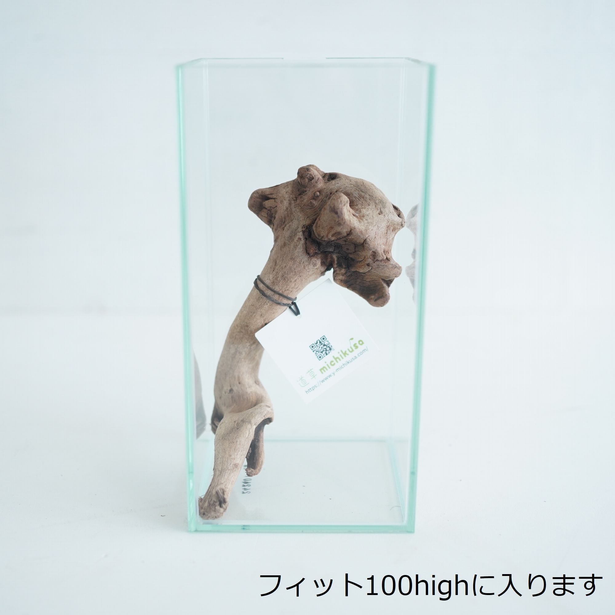 テラリウム用マングローブ系流木 S◇フィット容器に入るサイズ◇形状