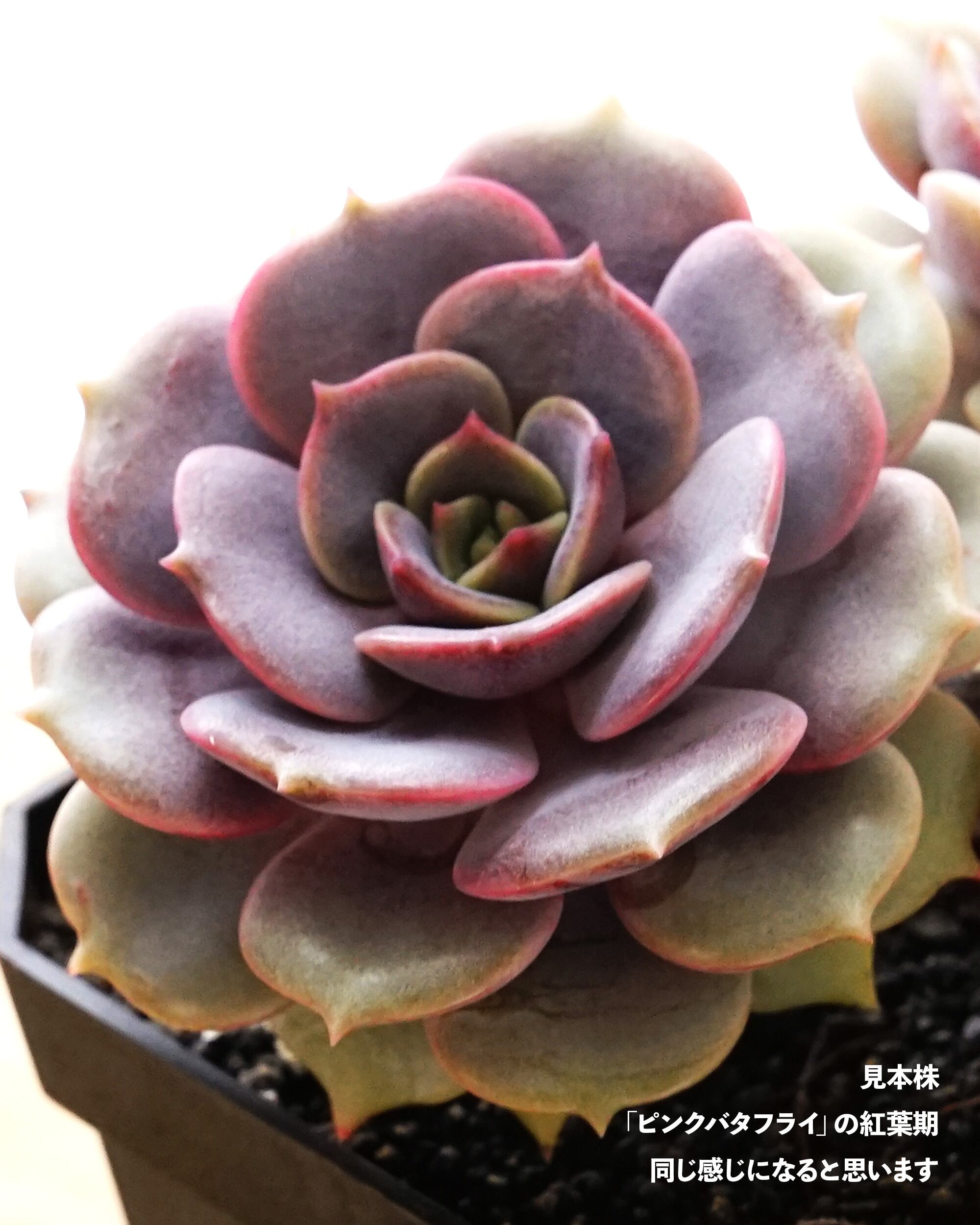 カット苗 紫姫 【単頭】 Echeveria 'Murasakihime' | PUKUBOOK SUCCULENTS