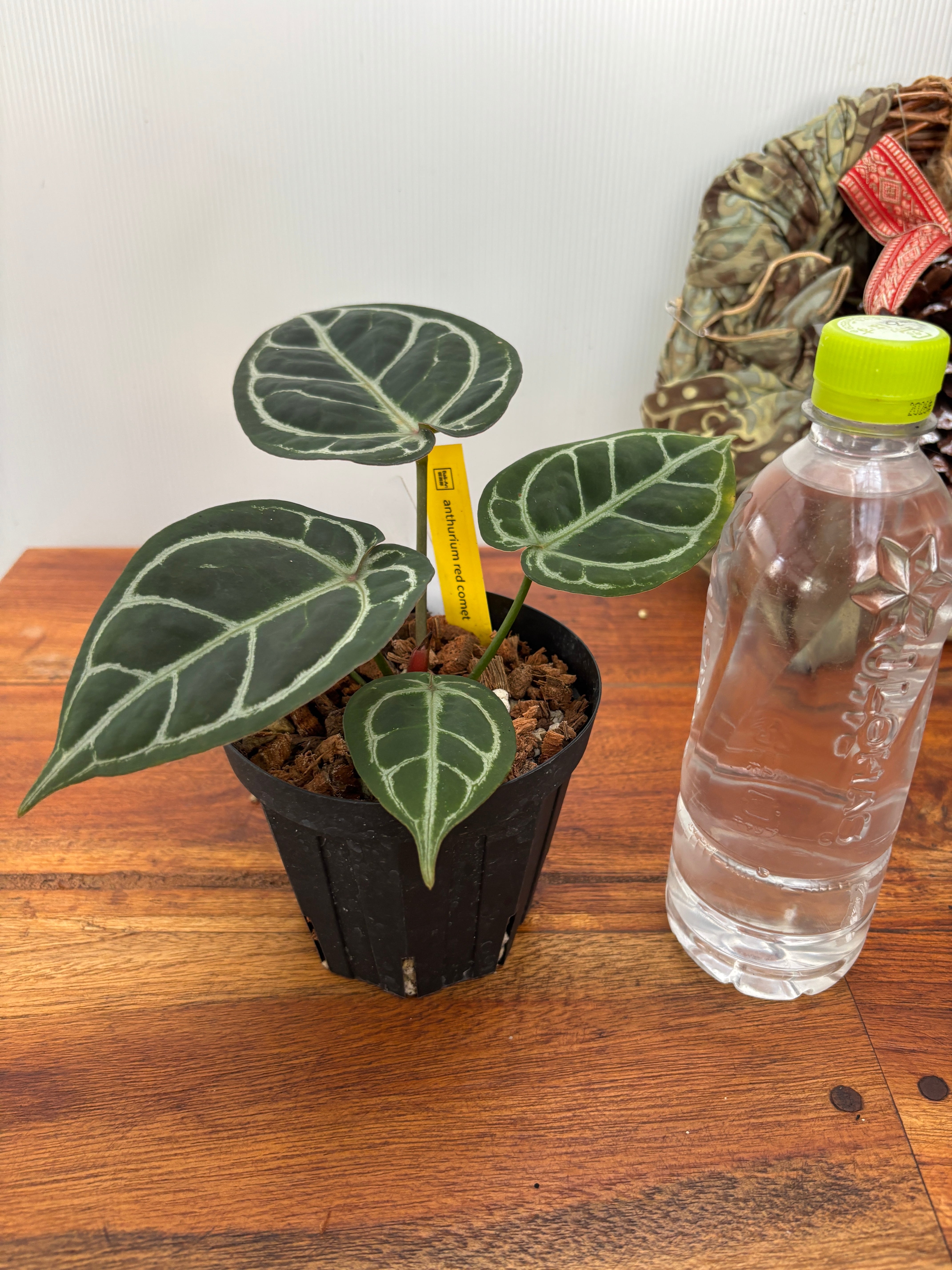 Anthurium | BA PLants