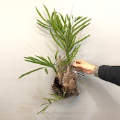 ドリナリア リギデュラ【402】