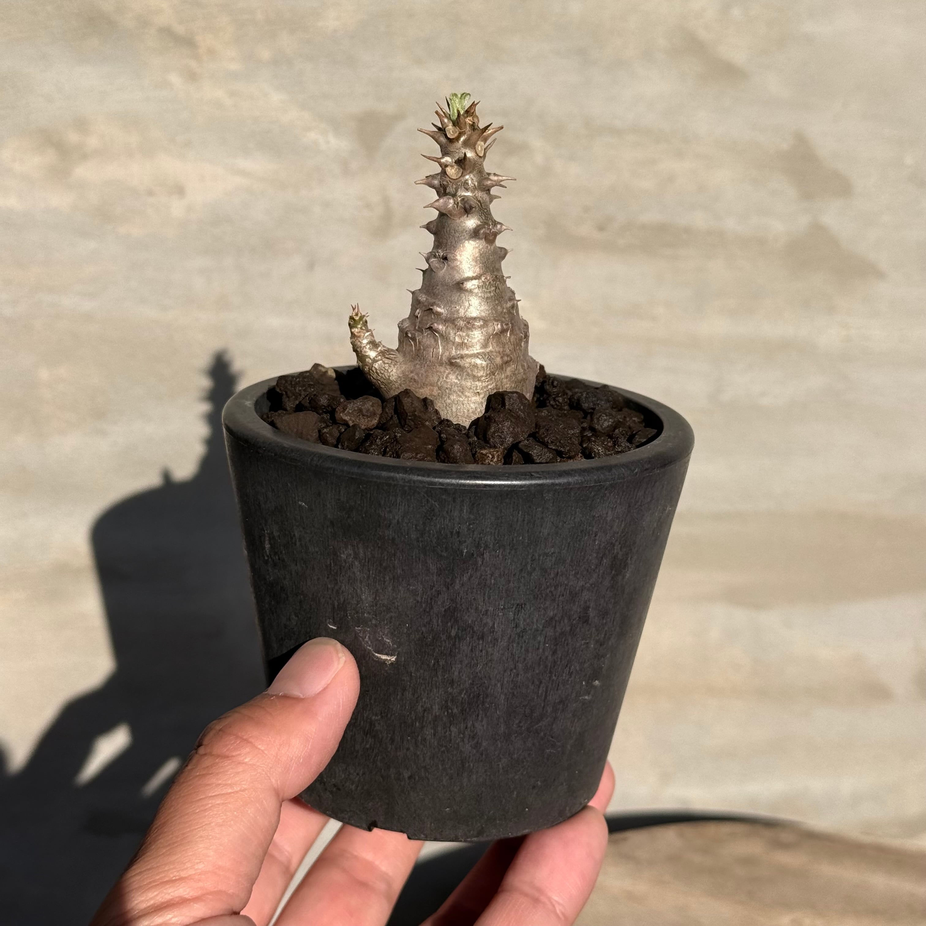 パキポディウム　ウィンゾリー　良型　実生 植物】パキホディウム ウィンゾリー 良型実生株 | A-PLANTS