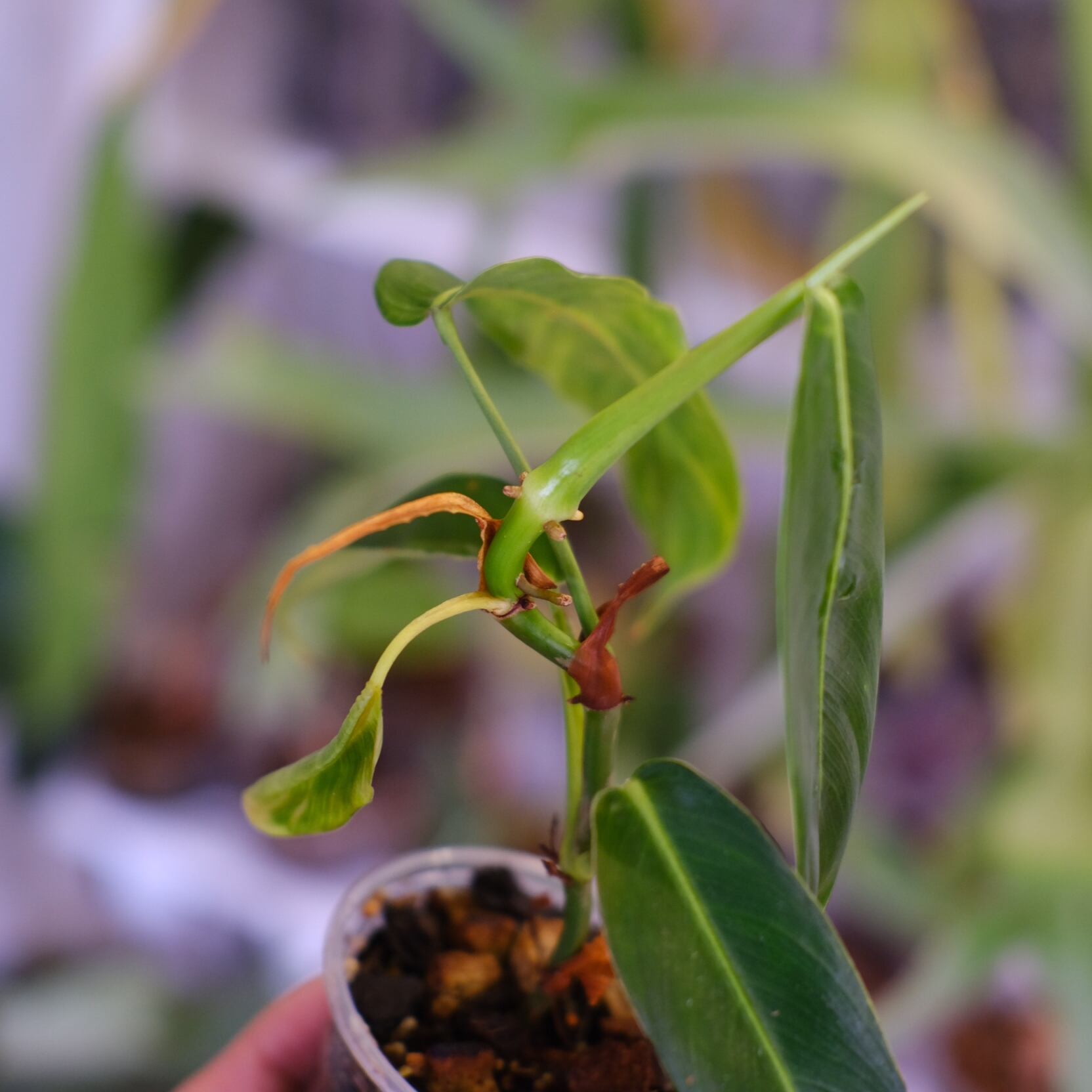 フィロデンドロン パトリシアエ│Philodendron patriciae│観葉植物