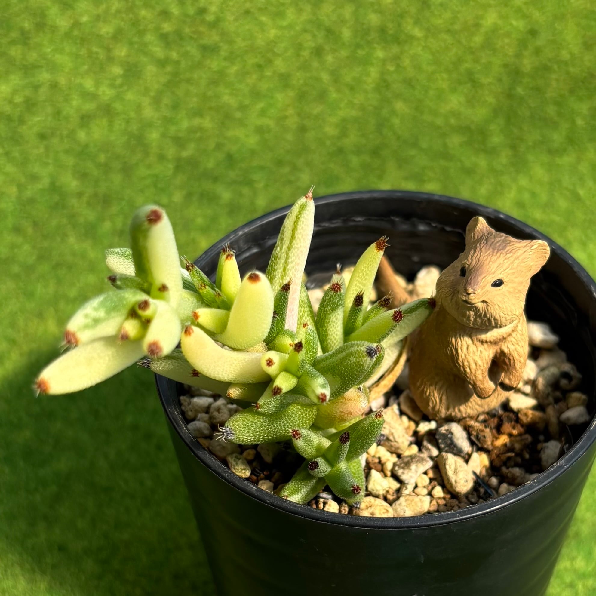 斑入り | 多肉植物 豆彦商店