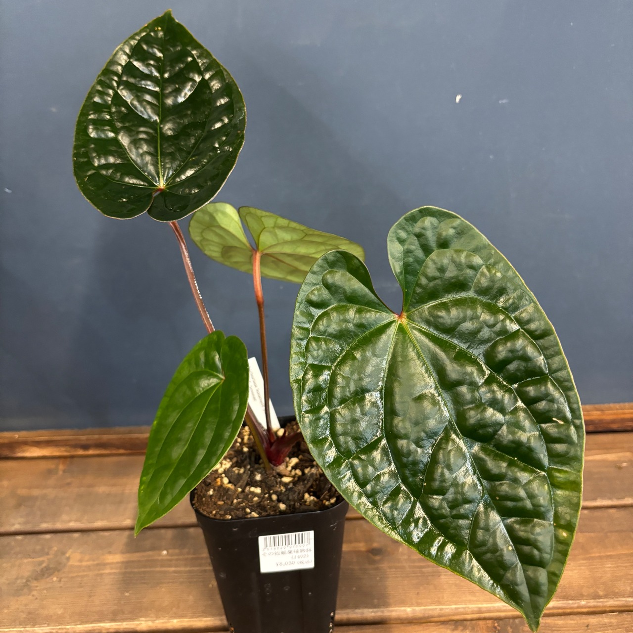 アンスリウム luxurians(red) × sp. aff. besseae【69】