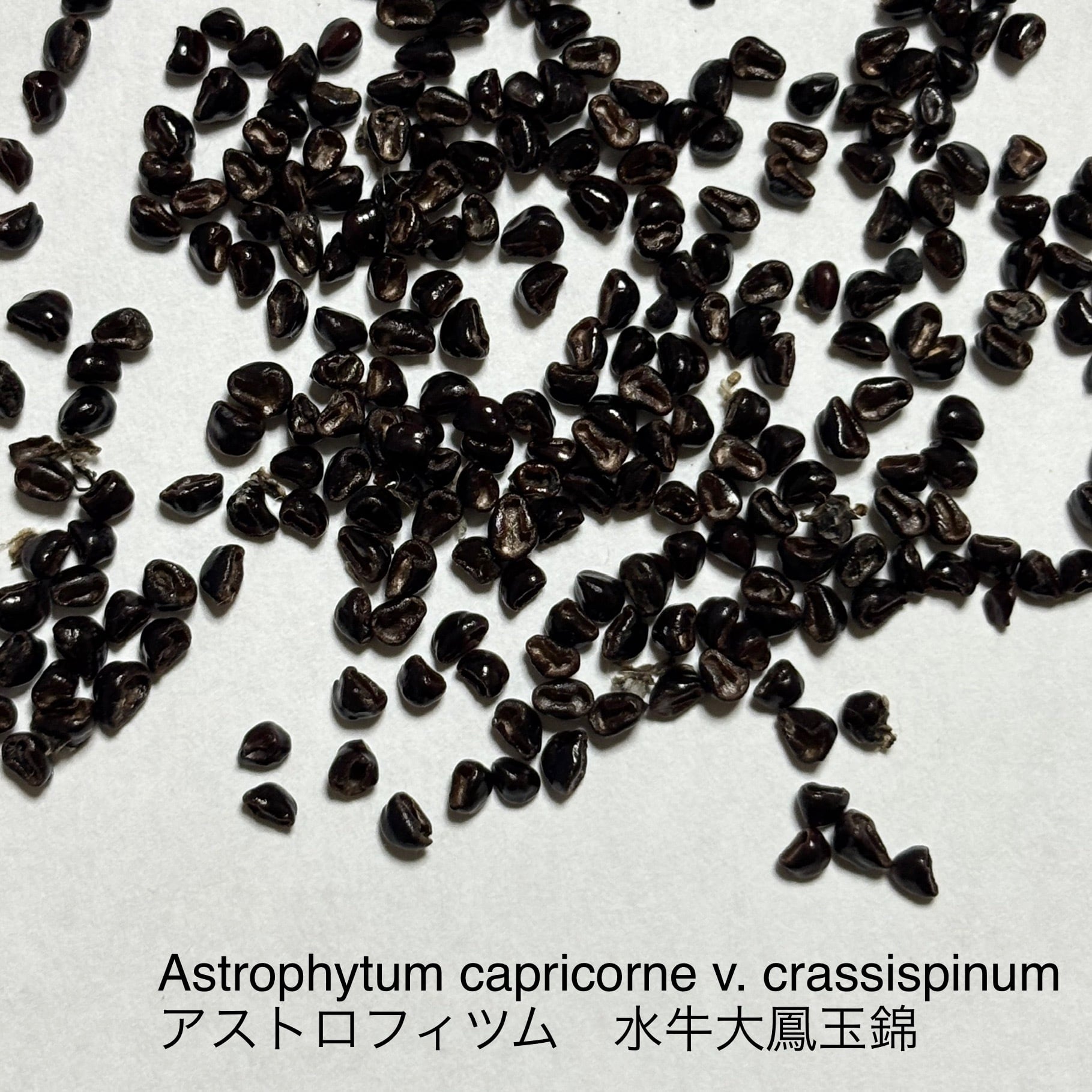 種子】Astrophytum capricorne v. crassispinum アストロフィツム 水牛