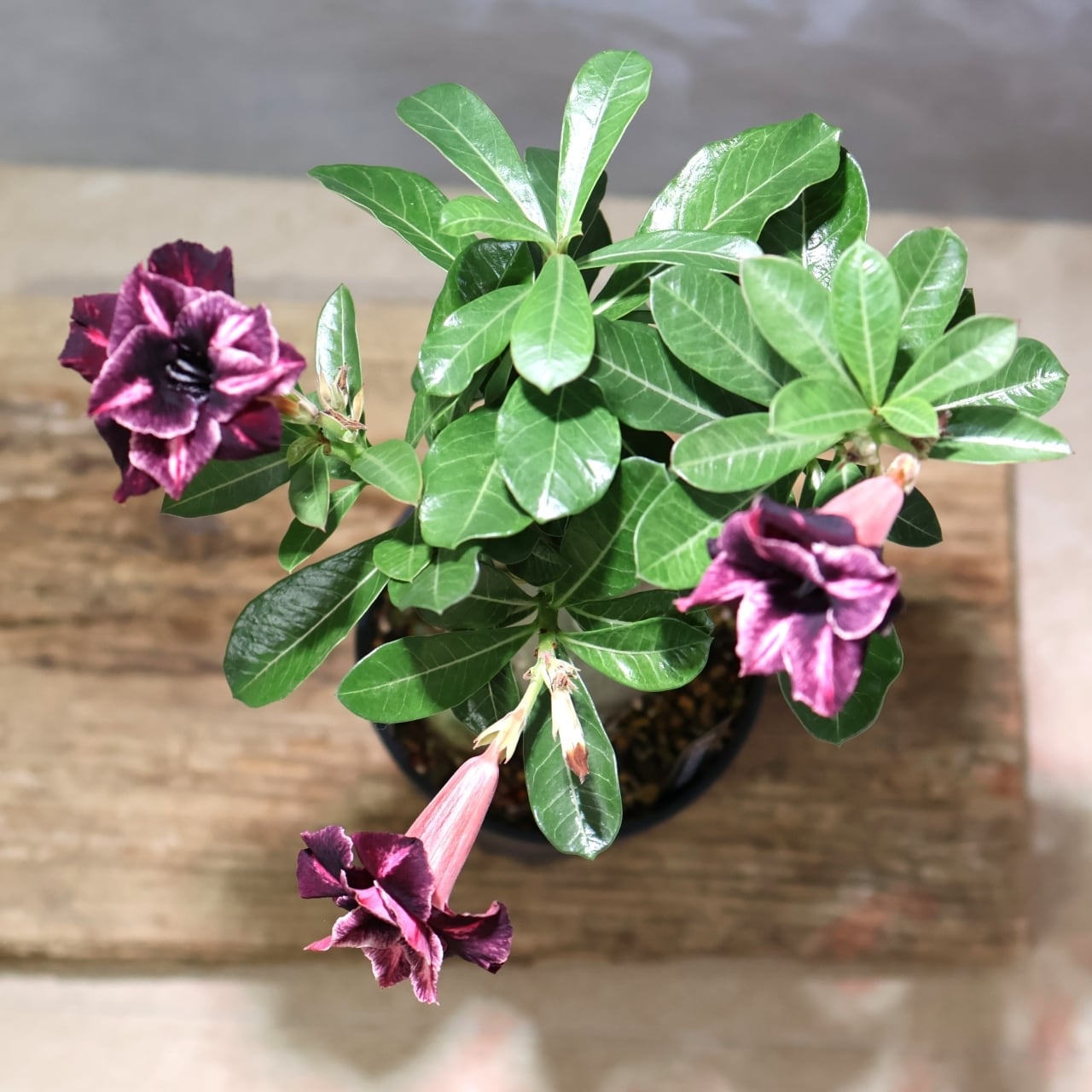 318 その花に目を奪われる『アデニウム KN185』観葉植物 【送料無料