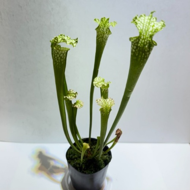 Sarracenia leucophylla#12 サラセニア・レウコフィラ アミメヘイシソウ