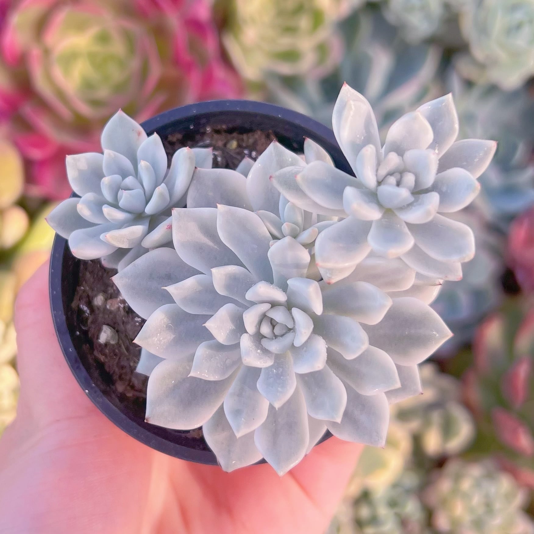 現品　雪の女王錦#F012　群生　るる農園