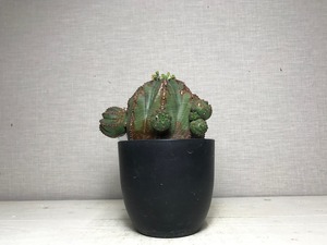 ユーフォルビア オベサ