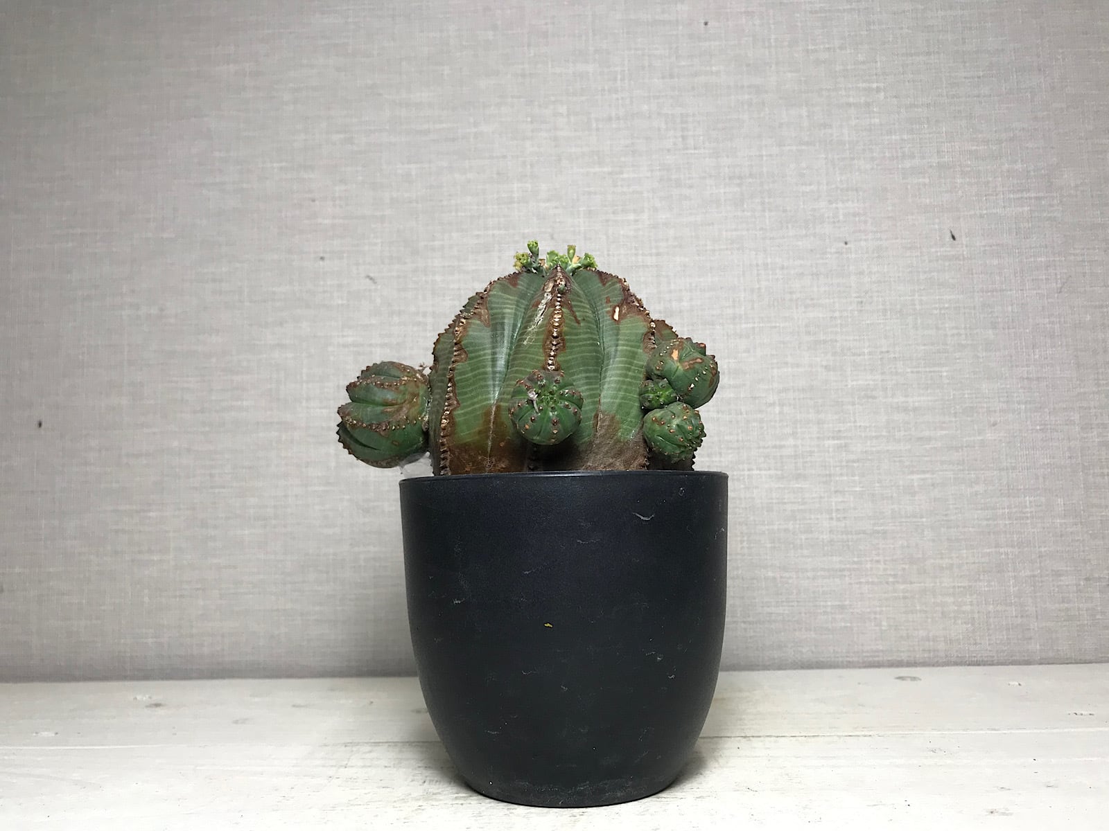 ユーフォルビア オベサ