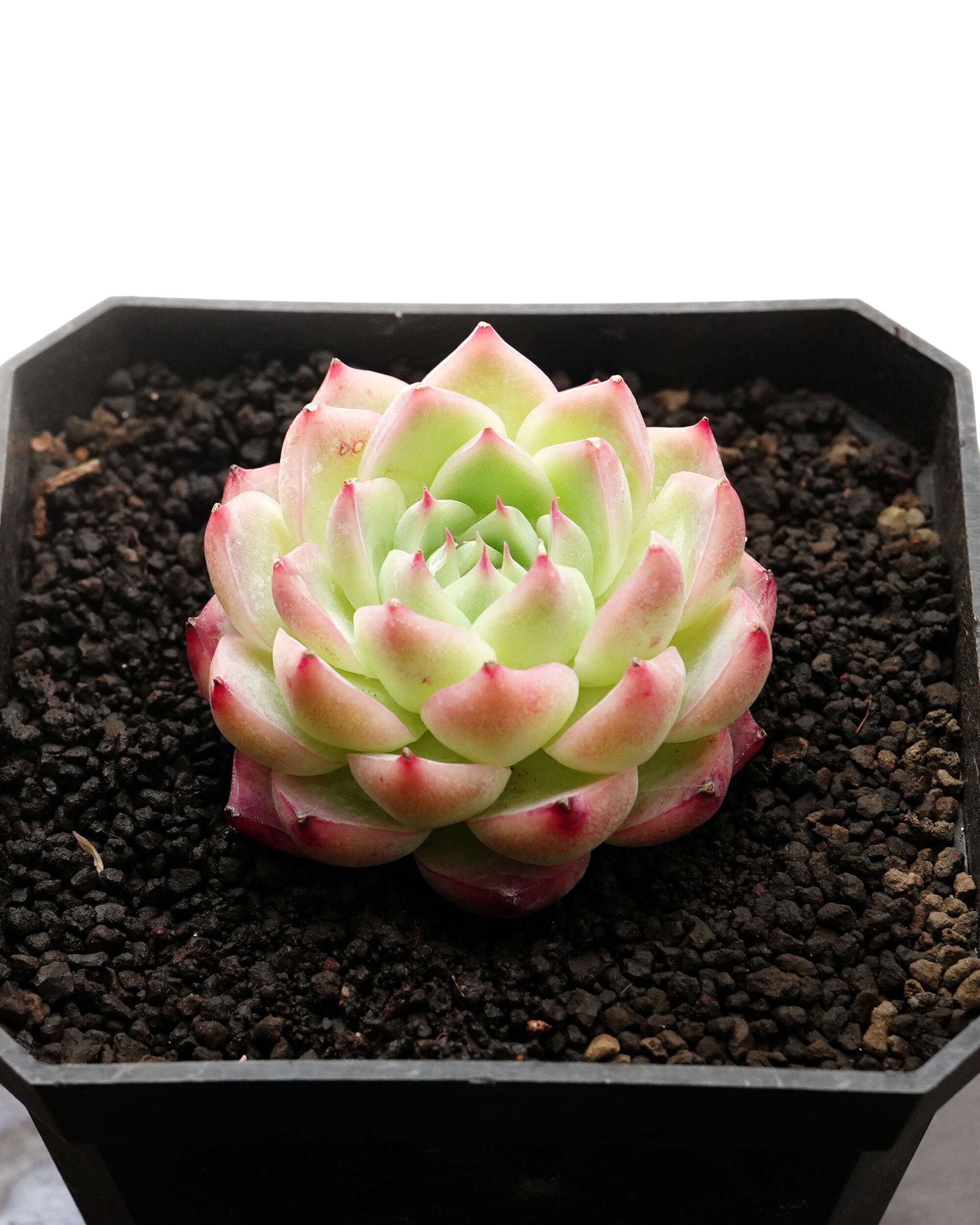 レア度で選ぶ | PUKUBOOK SUCCULENTS
