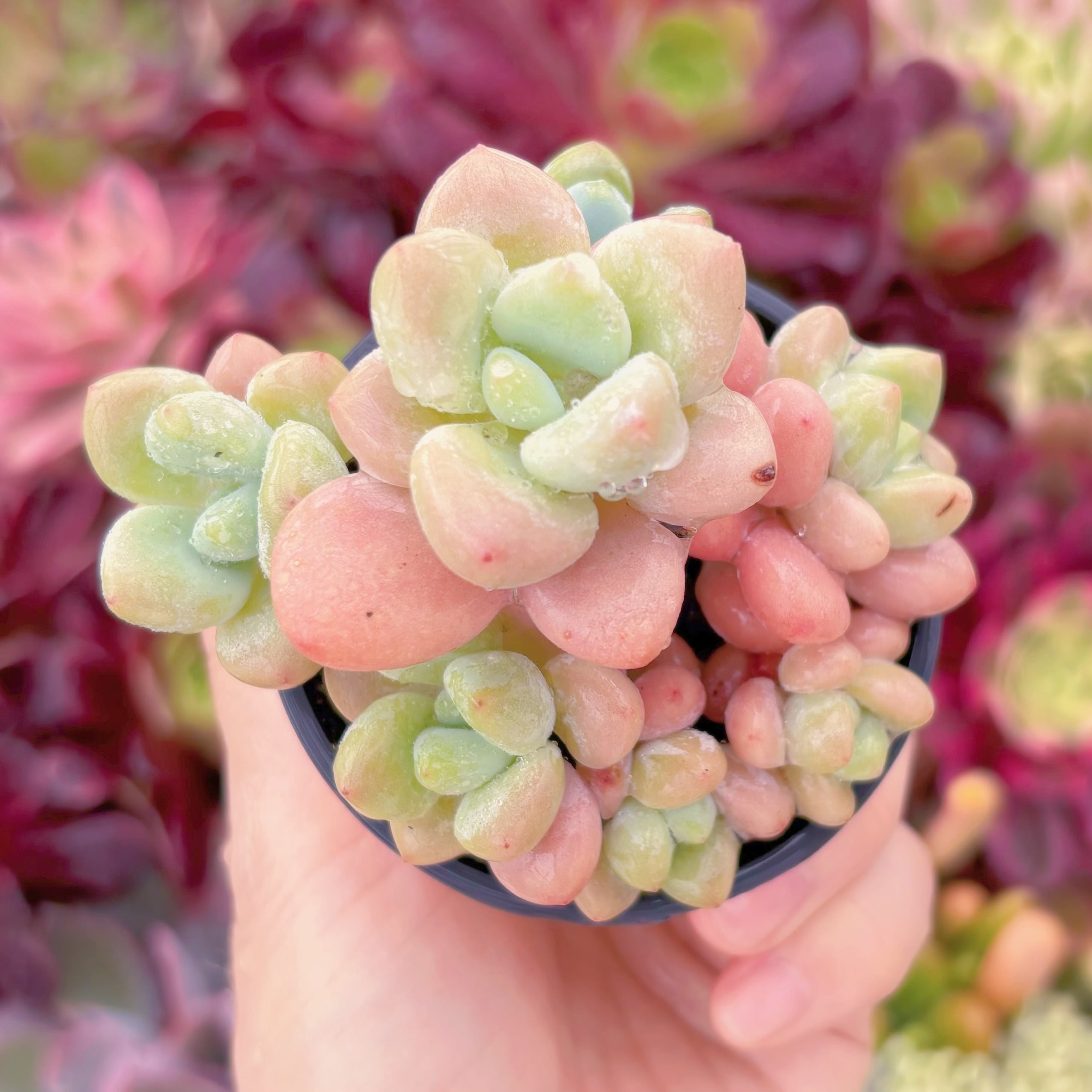 現品　マカロン#F074　群生　るる農園