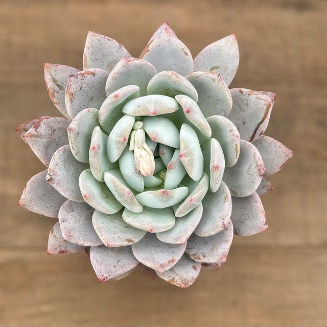 Echeveria ‘Laulindsa’ 【エケベリア ‘ラウリンゼ】