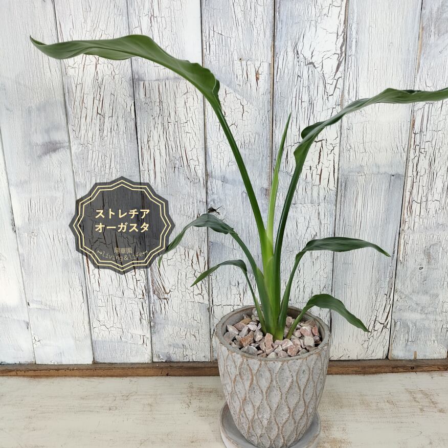 ストレリチア オーガスタ 観葉植物 | 陽華園