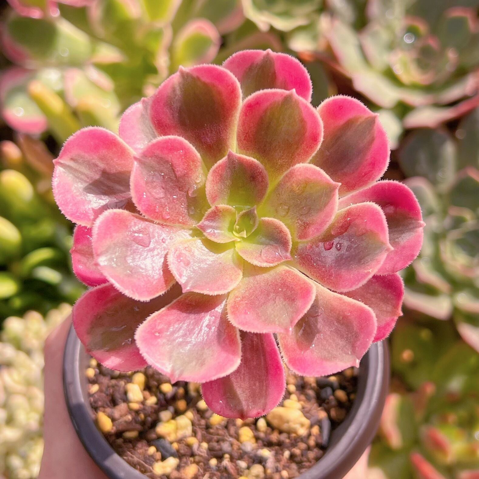 現物　アフラダイティ白錦#615   古株　るる農園