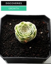 発根済カット苗 グリーノビア マウンテンローズ錦 S Greenovia aurea 'Mountain Rose' Variegated
