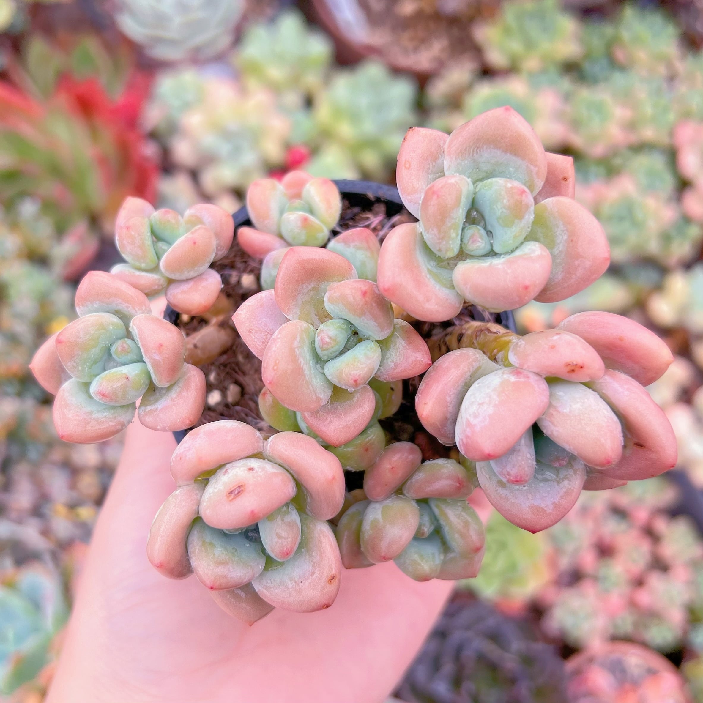 現品　マカロン#1123　るる農園