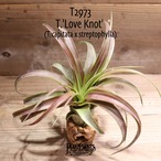 【送料無料】'Love Knot'〔エアプランツ〕現品発送T2973