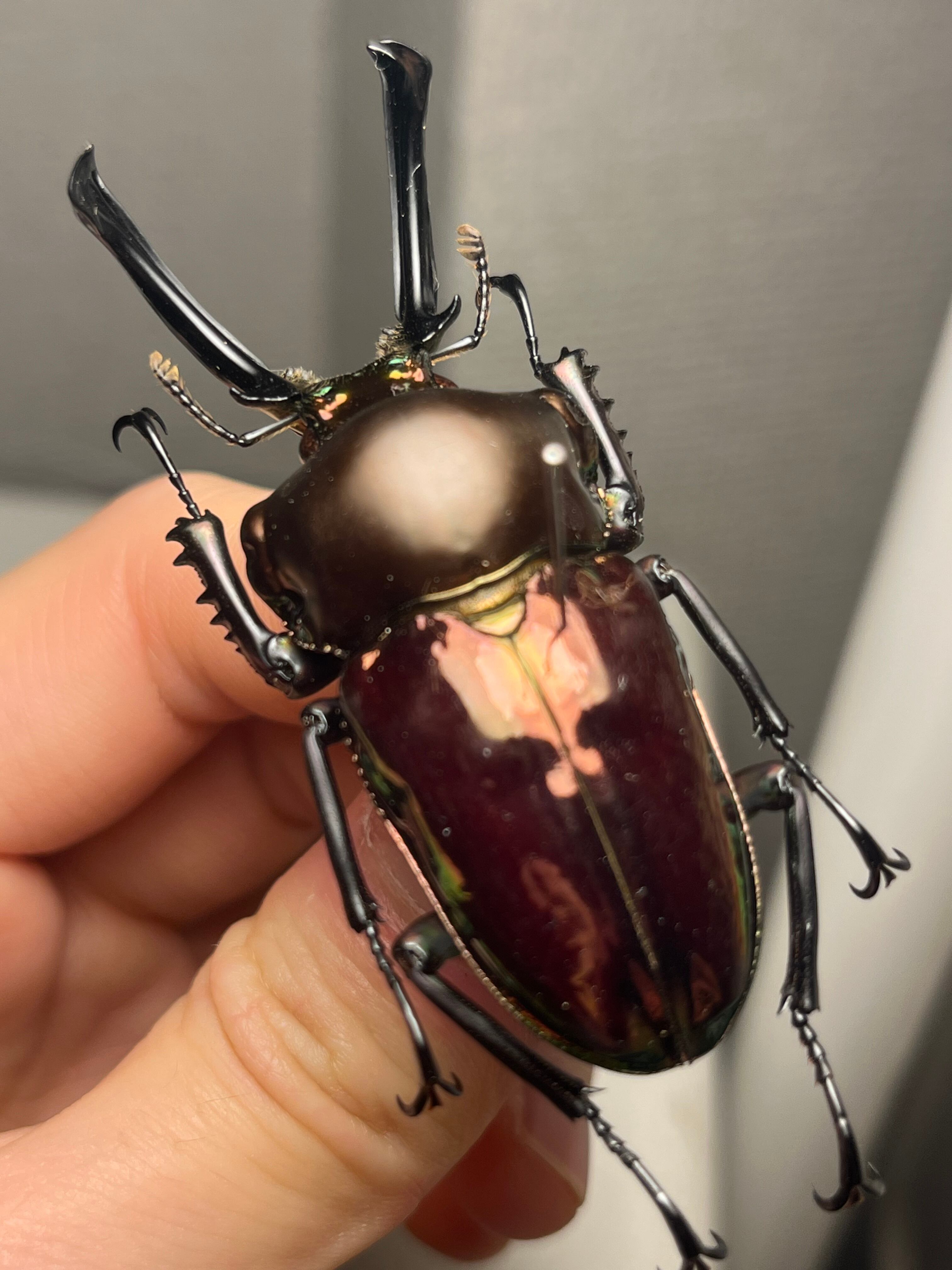 標本 | オモニキチュウ