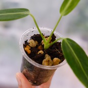 アンスリウム ワロクアーナム / Anthurium Warocqueanum⑪ / 観葉植物<育て方・花言葉>