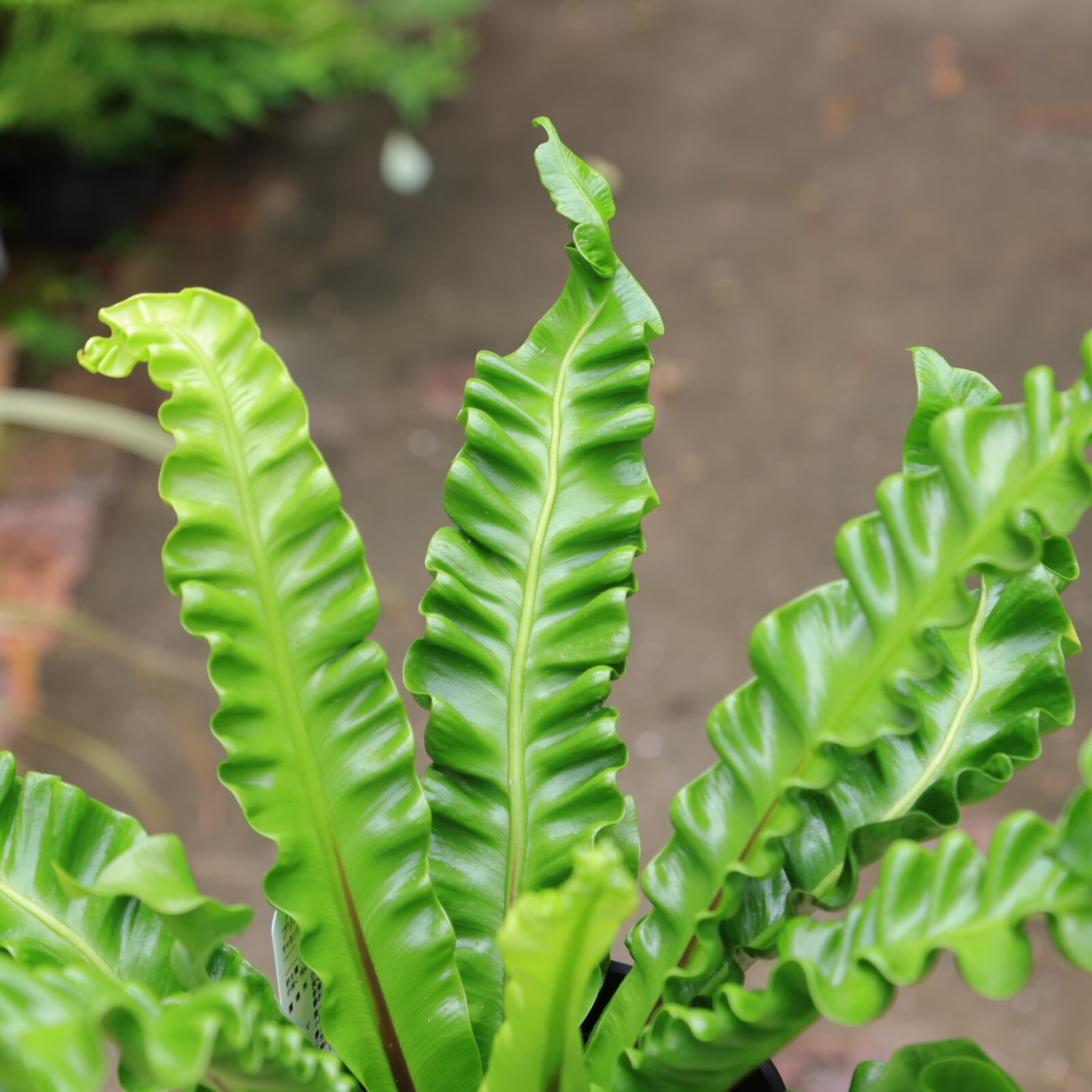 アスプレニウム プリカーツム アカキ 多湿を好むシダ植物 美しいウェーブが人気 手入れが楽 4号 | 【公式】シャン・ド・フルール｜鹿児島の花 ...