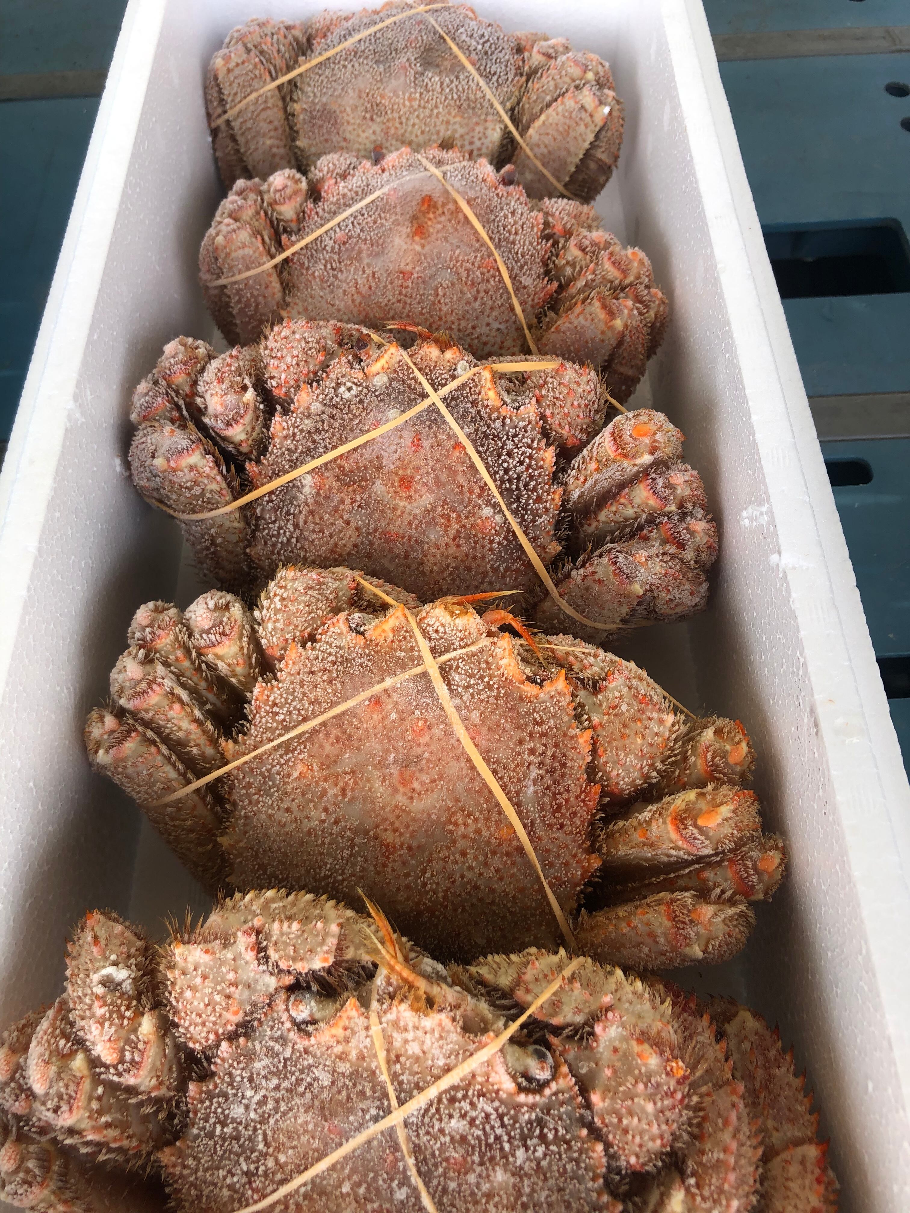 ボイル毛ガニ300gくらい ボイル毛ガニ300gくらい 【公式通販】