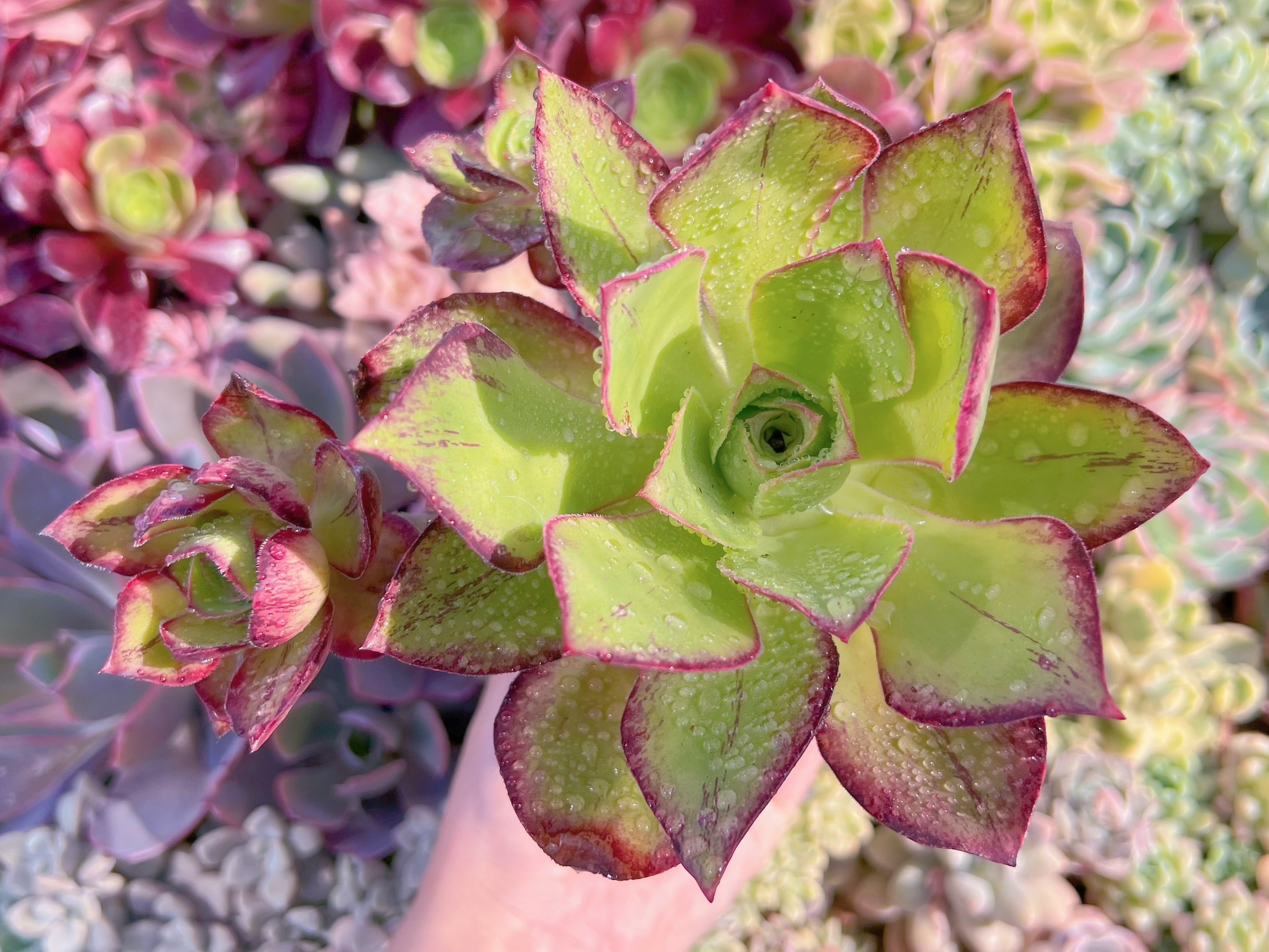 現品　ロスコープ#698　大苗　るる農園