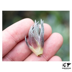 Tillandsia sprengeliana (Red Leaf) #2