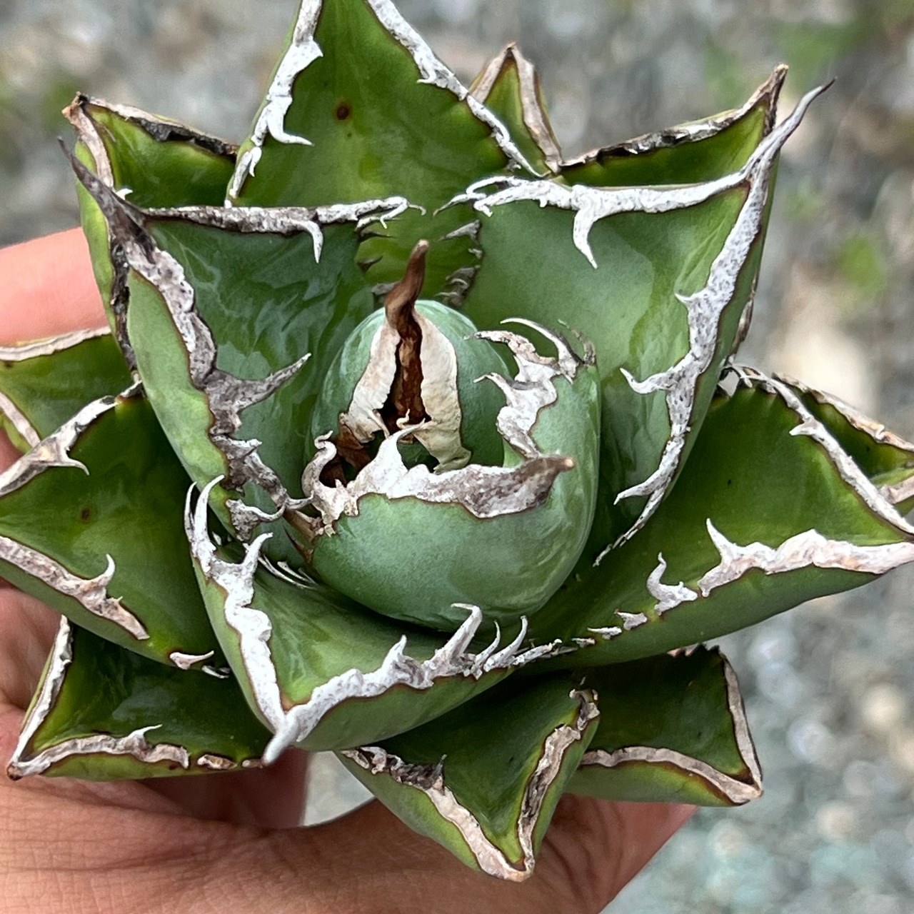 Agave titanota 海王 台湾株 ①