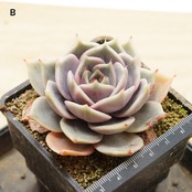 【PREMIUM】 抜き苗 レイクバイカル錦 アイボリー斑 Echeveria 'Lake Baikal Variegated'