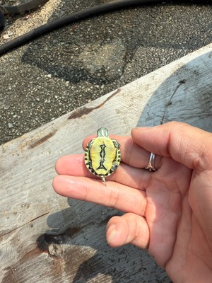 チュウベイクジャクガメ