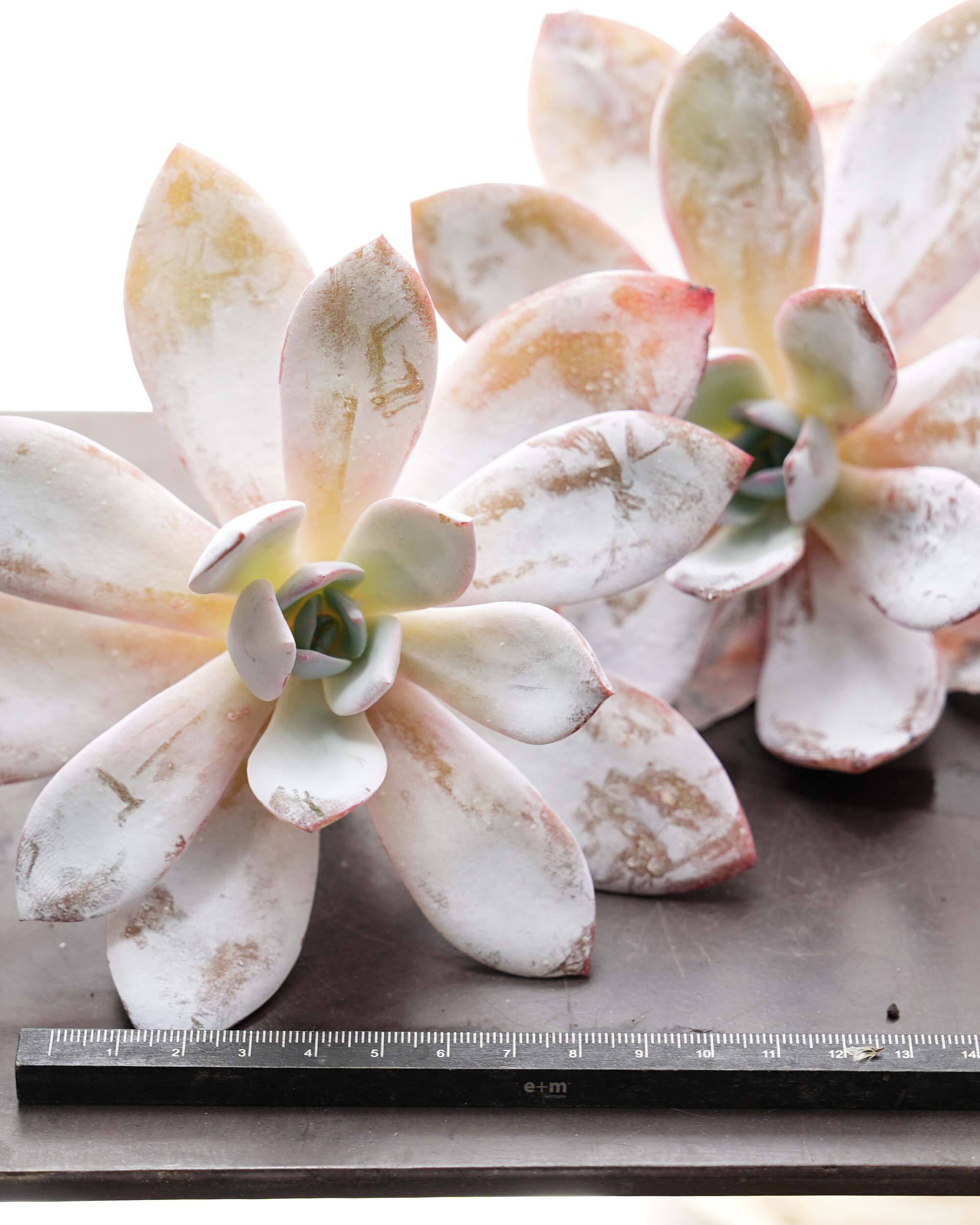 カット苗 ホワイトロータス Echeveria 'White Lotus' | PUKUBOOK