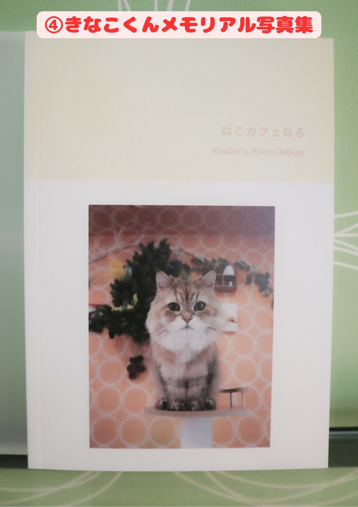 ねこカフェなる写真集 各種 | ねこｶﾌｪなる ｜長野の猫カフェ