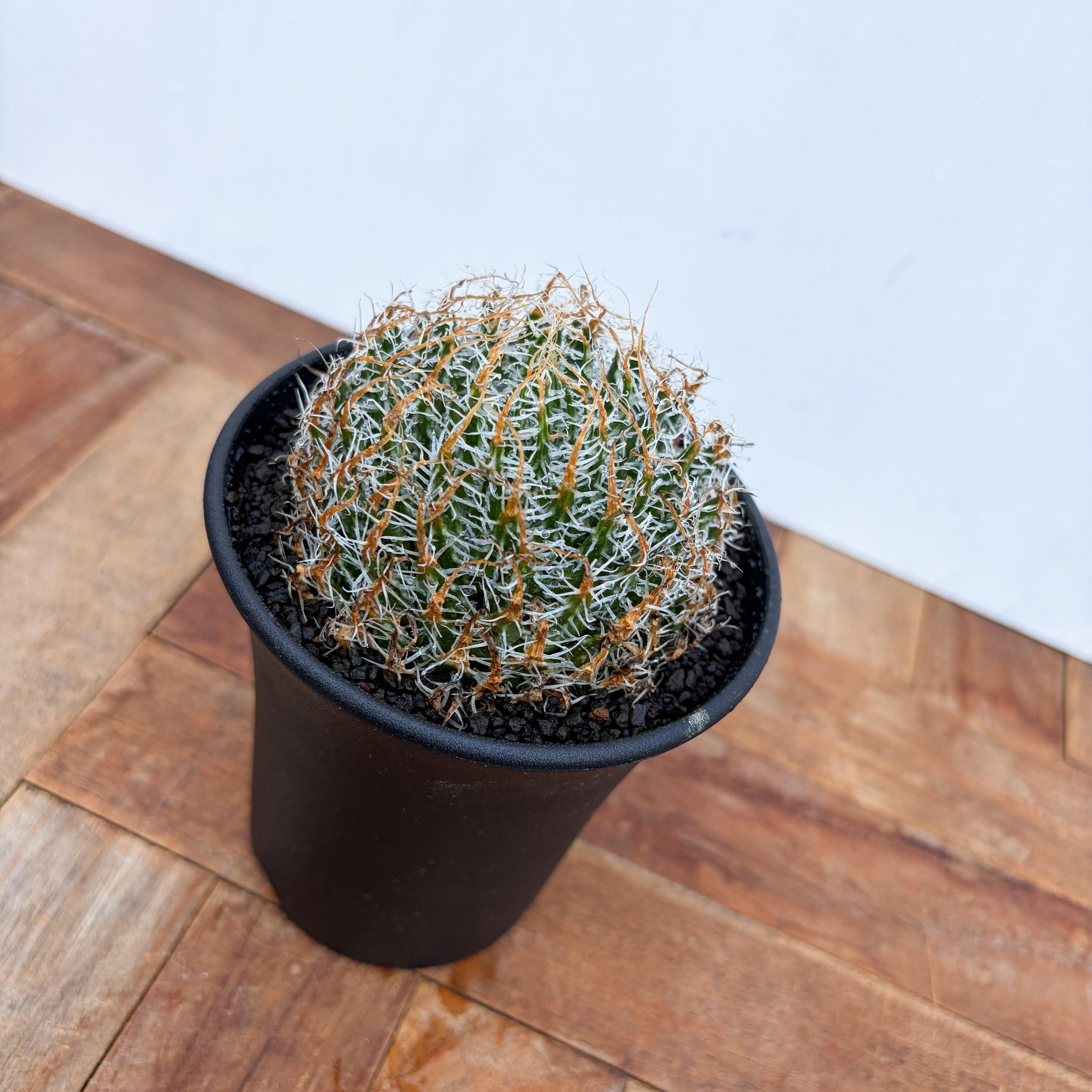 Haworthia gigas【ハオルチア・ギガス】 | RIMO'S GREEN 【Saboten