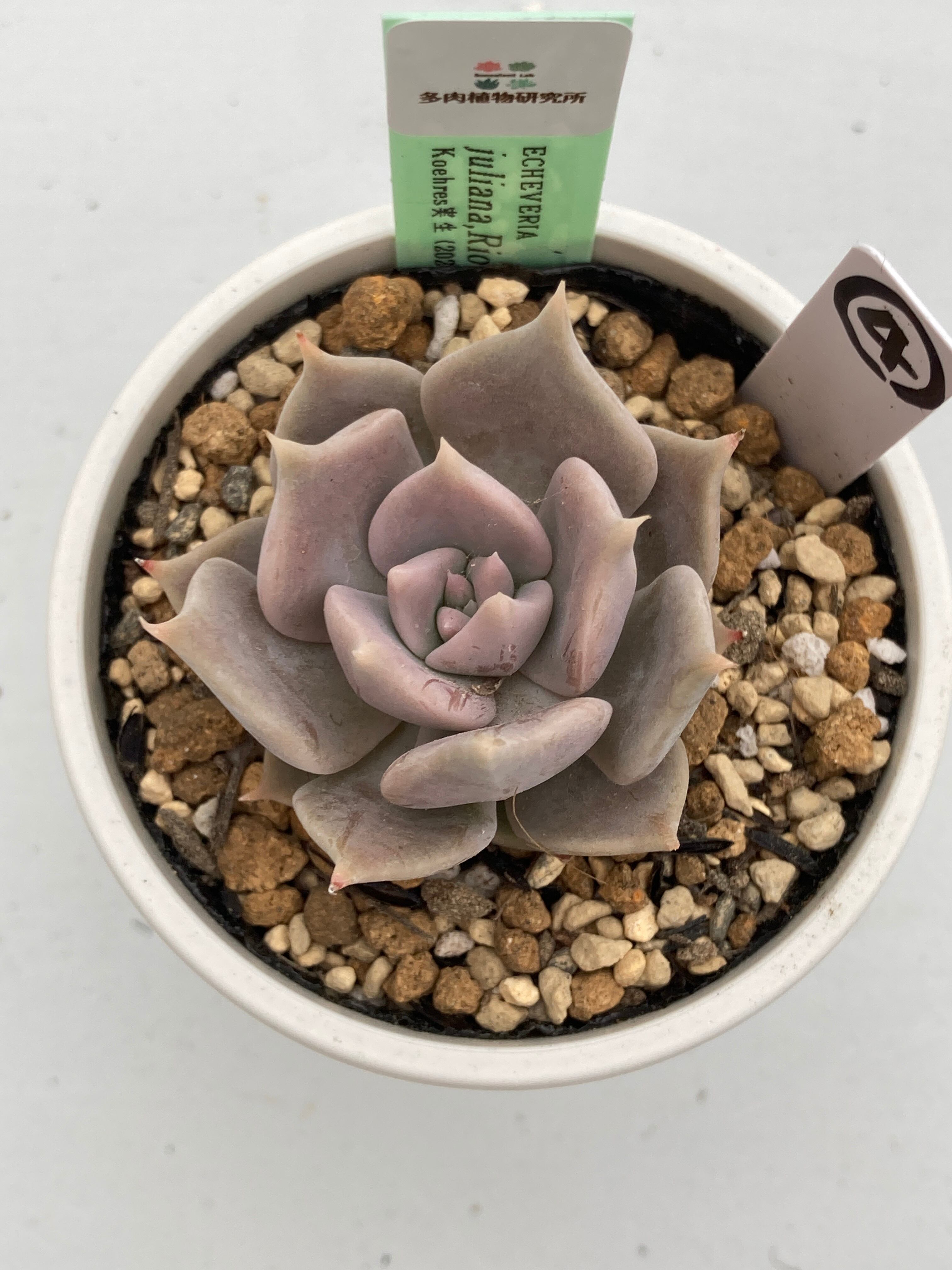 現物商品】ECHEVERIA juliana,Rio Piaxla ④ 原種 実生苗 | 多肉植物研究所