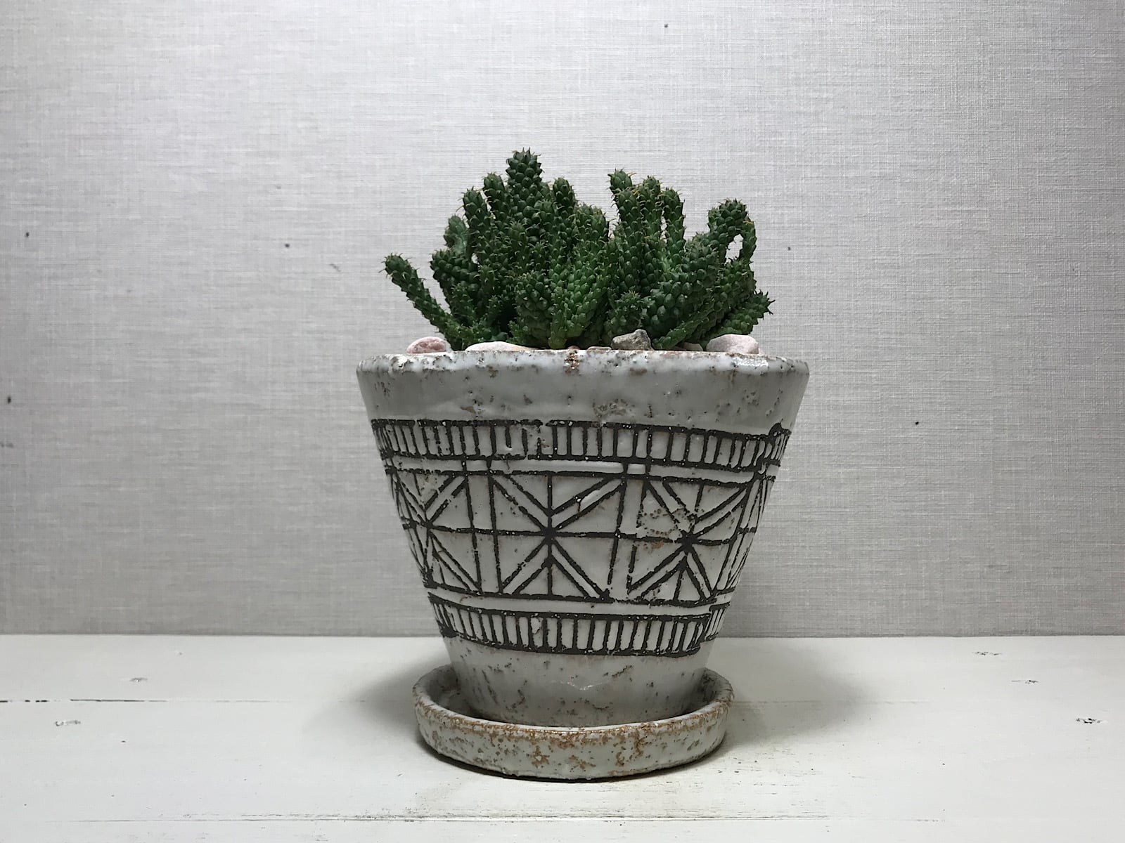 ユーフォルビア イネルミス