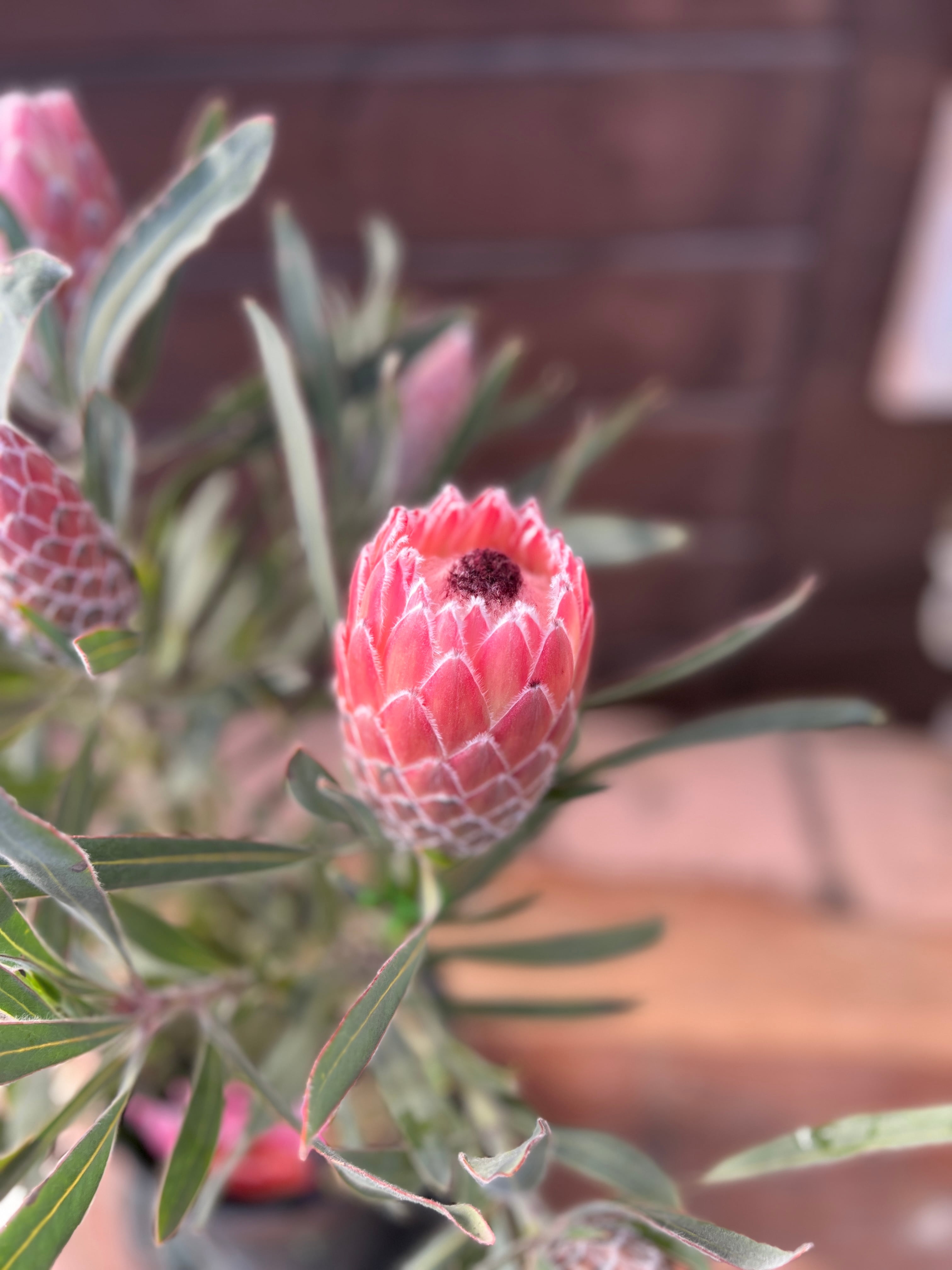 プロテア ジュリエット① 花:7個 | 沼ノ上農園