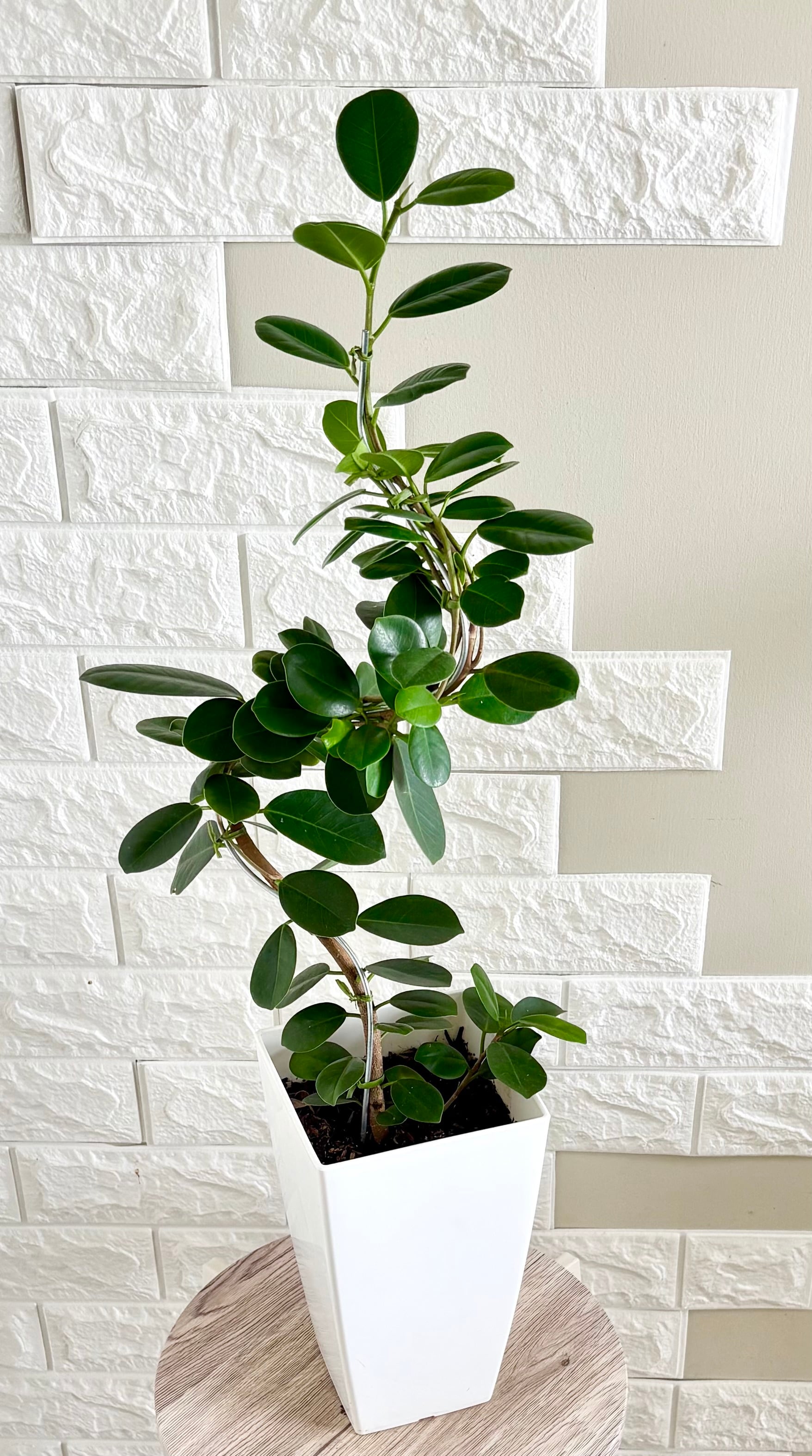 エバーフレッシュ⭐️曲がり⭐️観葉植物 | 観葉植物のお店 feerie