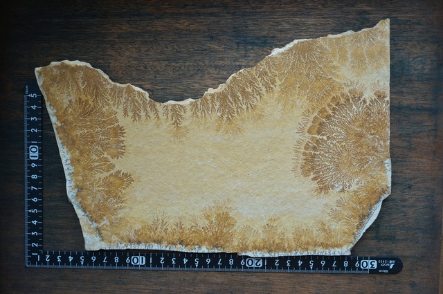 ドイツ産デンドライト 忍石 Dendritic limestone 2445